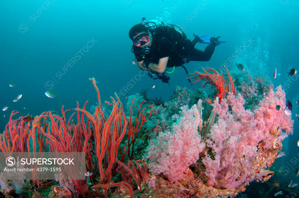 Tree coral and sea fan with a scuba diver on sunken barge wreck, Brunei
