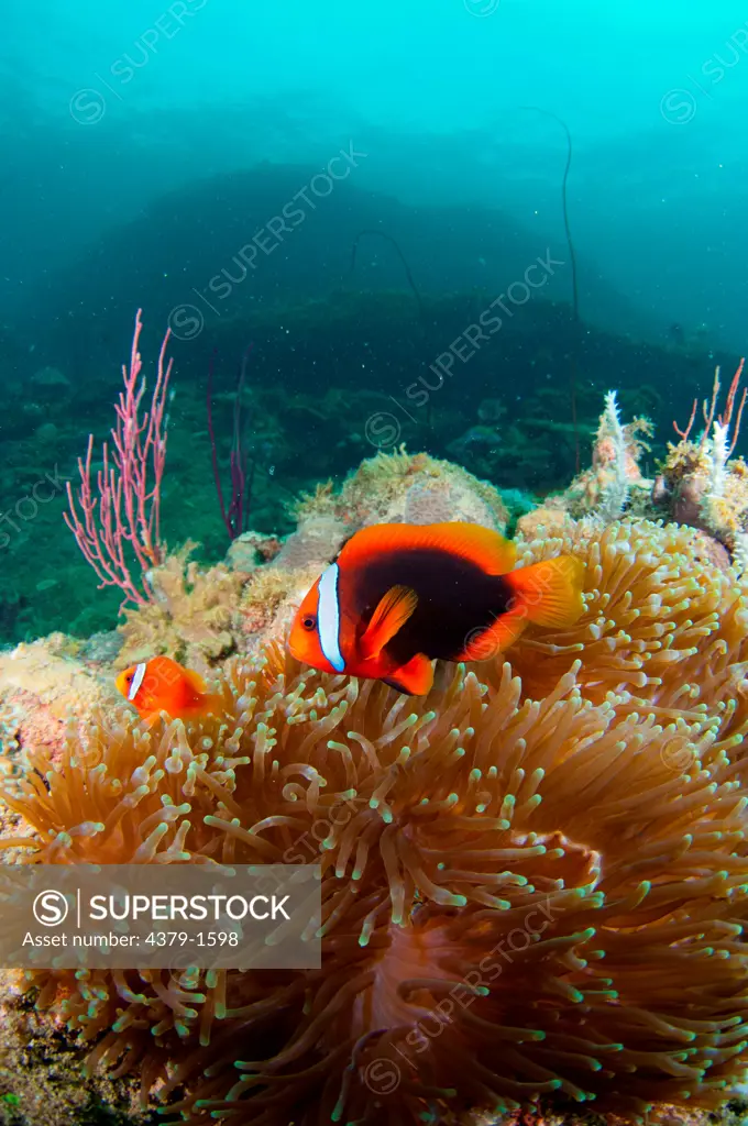 Male and female Tomato anemonefish (Amphiprion frenatus) on sea fan, Brunei