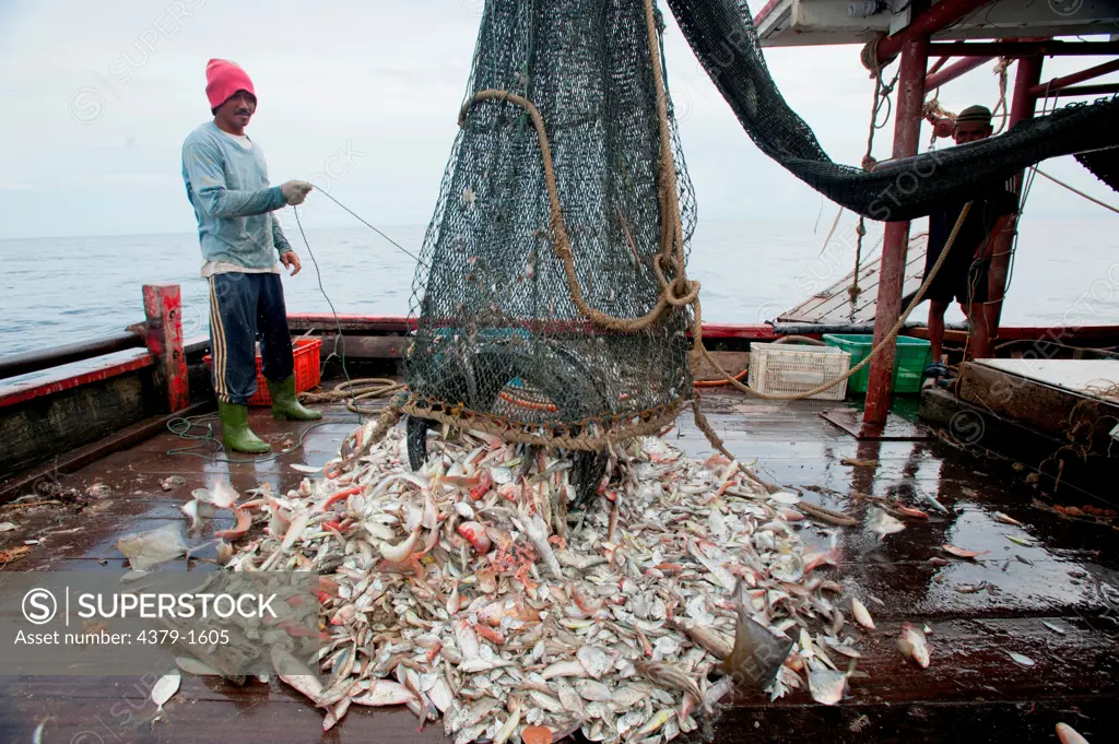 Fish being brought aboard for sorted and stowed away on deck, Brunei