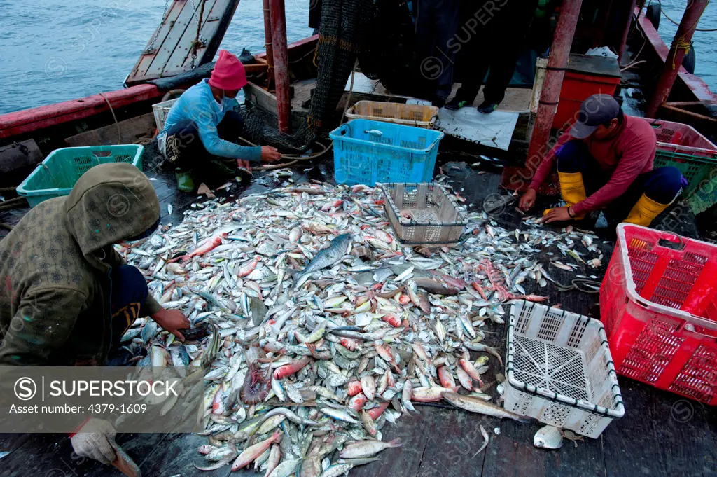 Fishermen sorting and stowing the day's catch on boat, Brunei