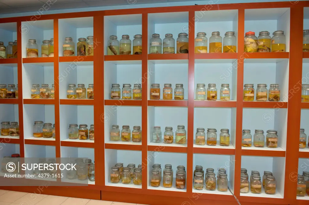 Specimen room in Fisheries Department Headquarters, each species in the region is described, preserved and catalogued, Brunei