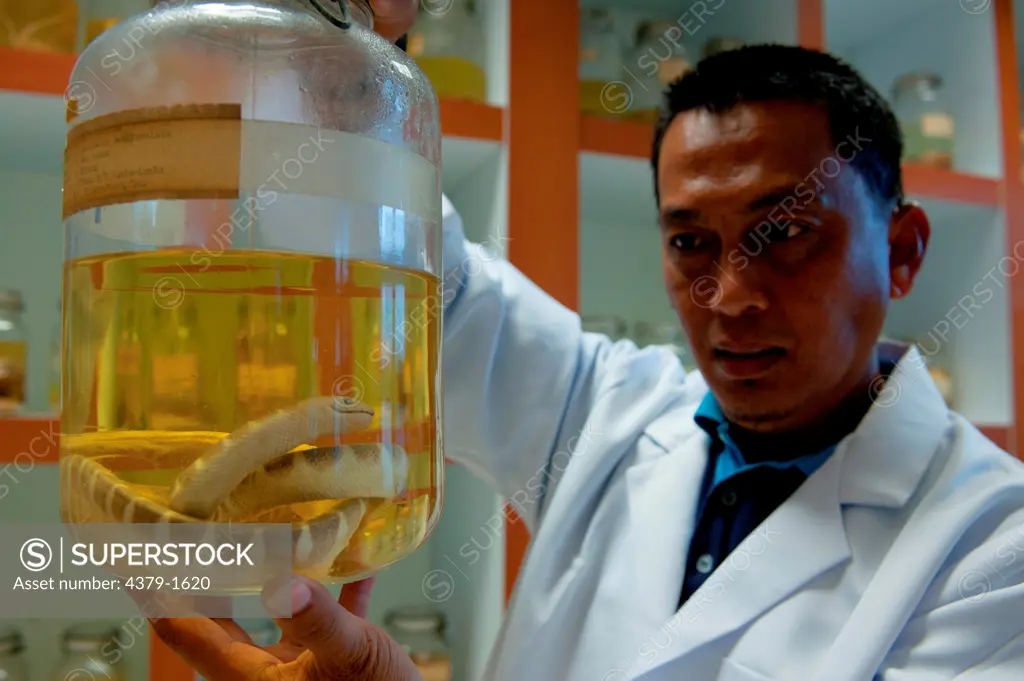 Scientist holding a jar containing Black-banded sea krait (Laticauda semifasciata) in a specimen room, Brunei