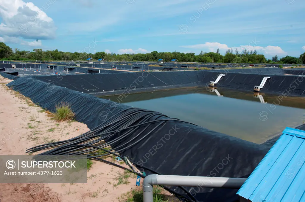 Construction of a new shrimp farm for the specific pathogen free Black tiger shrimp, Brunei