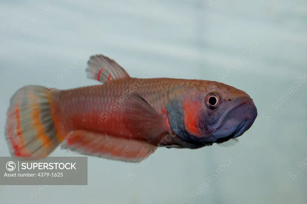 Brunei beauty (Betta macrostoma) freshwater fish on display in breeding tank, Brunei