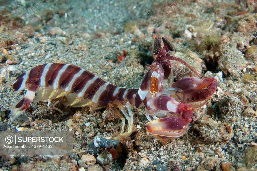 Spearing Mantis shrimp (Lysiosquillina Sp.) out of burrow, Lembeh Strait, Sulawesi, Indonesia