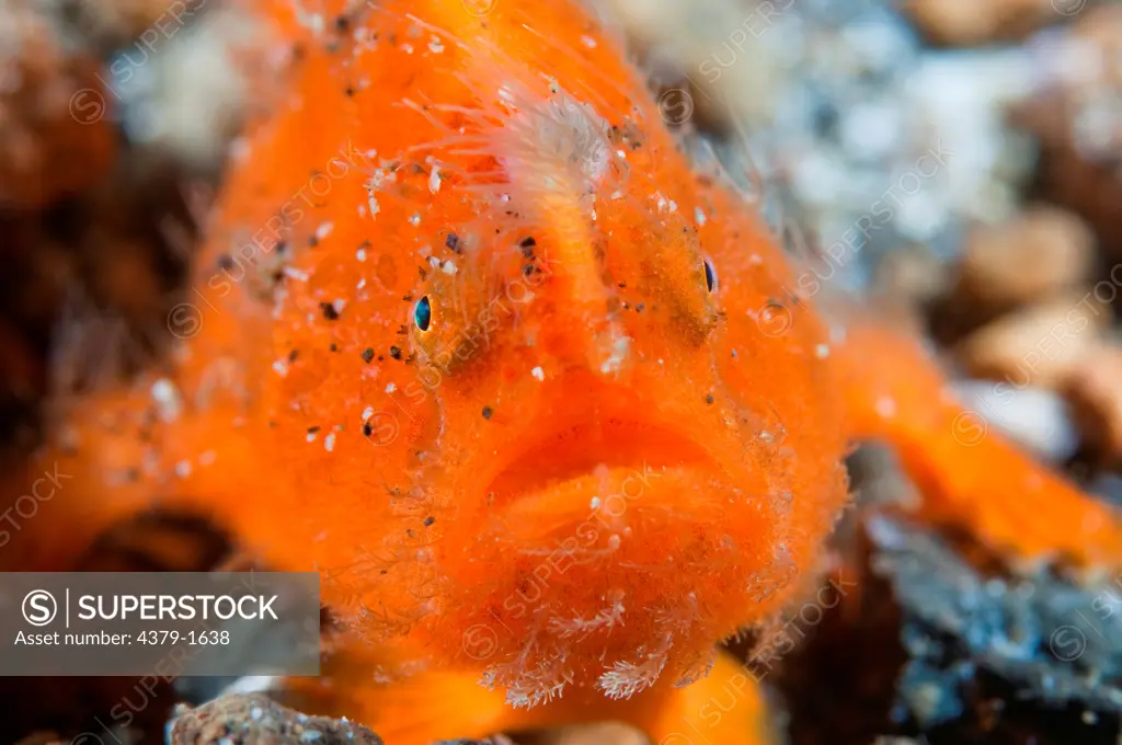Close-up of Juvenile Hairy frogfish (Antennarius striatus), Lembeh Strait, Sulawesi, Indonesia