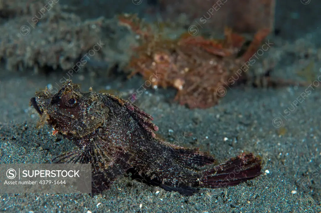 Juvenile Ambon scorpionfish (Pteroidichthys amboinensis) with another in background, Lembeh Strait, Sulawesi, Indonesia