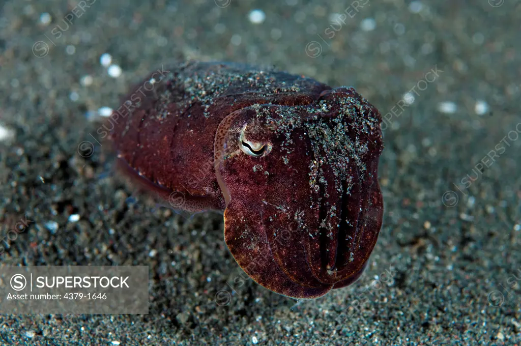 Juvenile Broadclub cuttlefish (Sepia latimanus) on sand, Lembeh Strait, Sulawesi, Indonesia