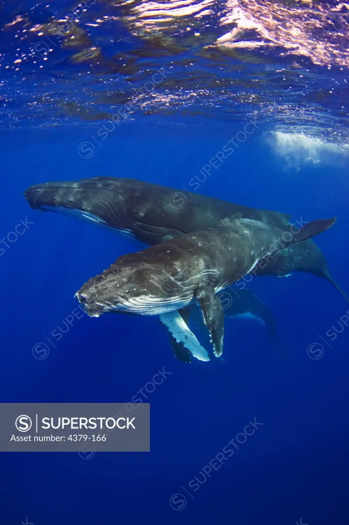 Mother (in background) and calf humpback whales (Megaptera novaengliae), Toku, Vava'u, Tonga.
