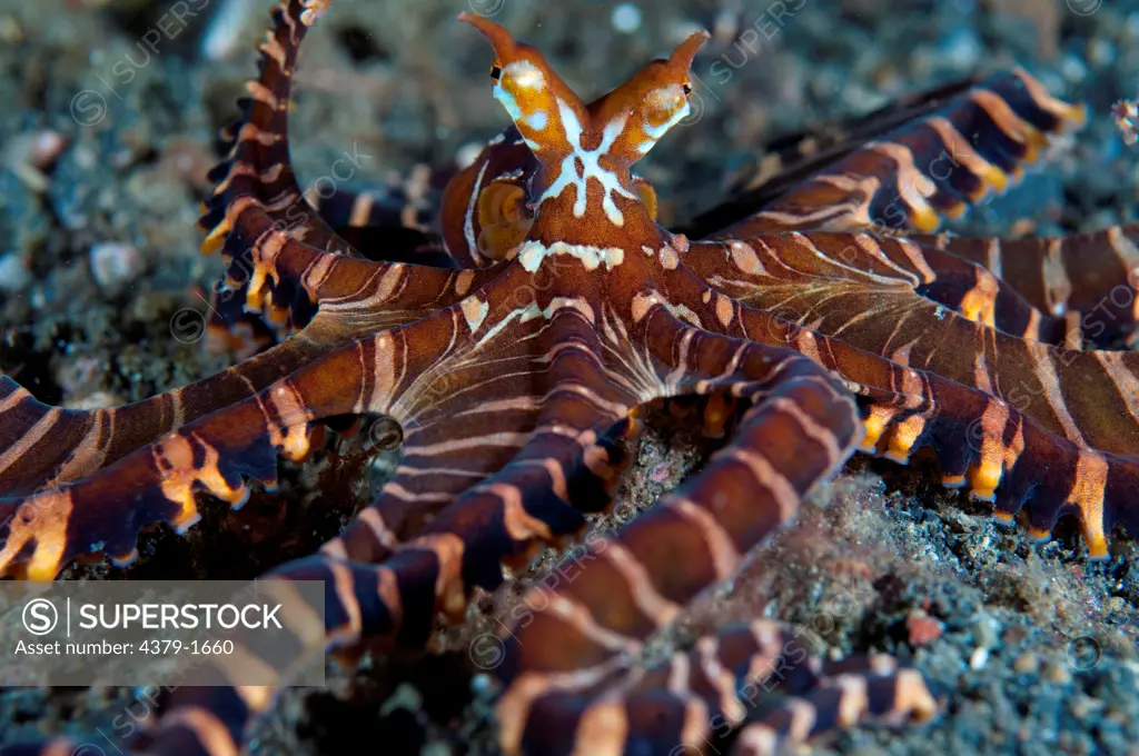 Close-up of Wonderpus octopus (Wunderpus photogenicus) defensive on sand, Lembeh Strait, Sulawesi, Indonesia