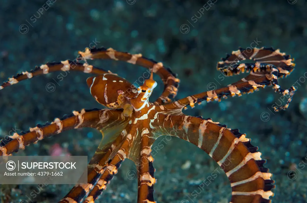 Close-up of Wonderpus octopus (Wunderpus photogenicus) swimming, Lembeh Strait, Sulawesi, Indonesia