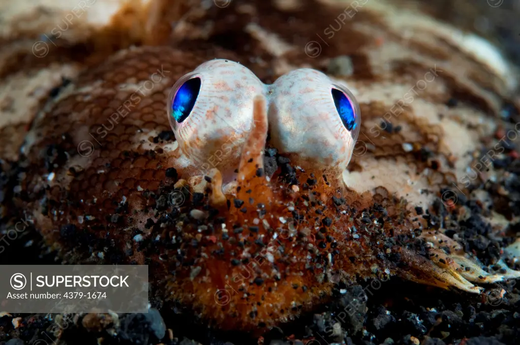 Close-up of a Carpet Sole (Liachirus melanospilus) with bulging blue eyes, Lembeh Strait, Sulawesi, Indonesia