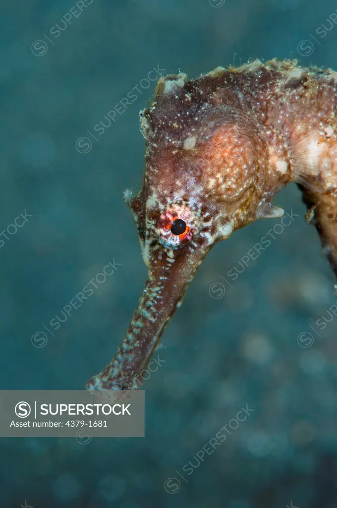 Close-up of a Moluccan seahorse (Hippocampus moluccensis), Lembeh Strait, Sulawesi, Indonesia