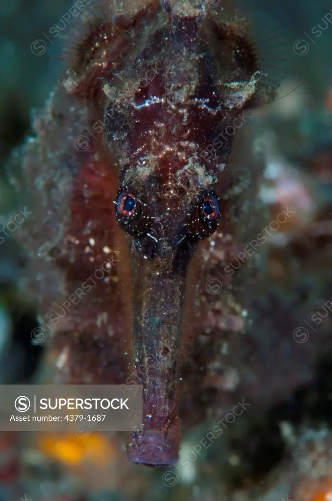 Close-up of a Thorny seahorse (Hippocampus histrix), Lembeh Strait, Sulawesi, Indonesia