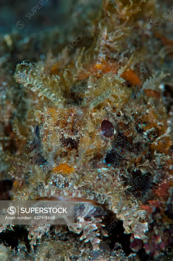 Close-up of a Raggy Scorpionfish (Scorpaenopsis venosa), Lembeh Strait, Sulawesi, Indonesia