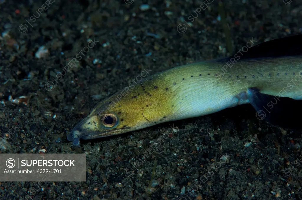 Black Finned Snake eel (Ophichthus melanochir) searching over black sand, Lembeh Strait, Sulawesi, Indonesia