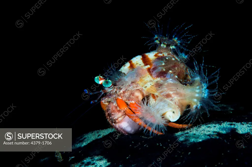 Hermit crab (Dardanus pedunculatus) with Sea anemones on shell, Lembeh Strait, Sulawesi, Indonesia