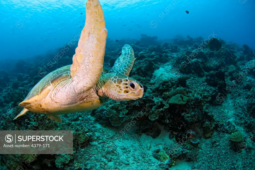 Sea Turtle Swimming Over Reef