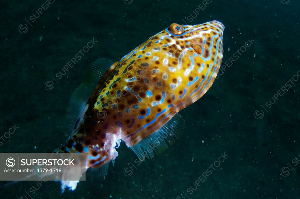 Scrawled filefish (AL uterus scripts) with chunk taken out of rear, Lembeh Strait, Sulawesi, Indonesia
