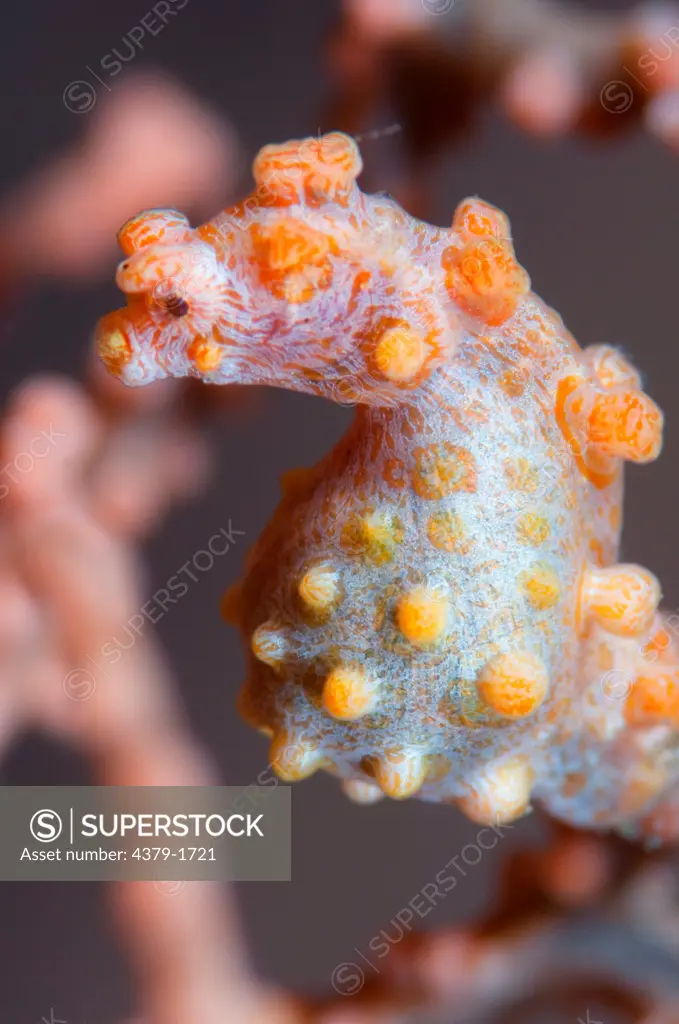 Close-up of a Pygmy seahorse (Hippocampus bargibanti) underwater, Lembeh Strait, Sulawesi, Indonesia