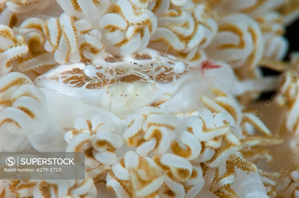 Porcelain crab (Lissoporcellana sp.) on white host soft coral, Lembeh Strait, Sulawesi, Indonesia