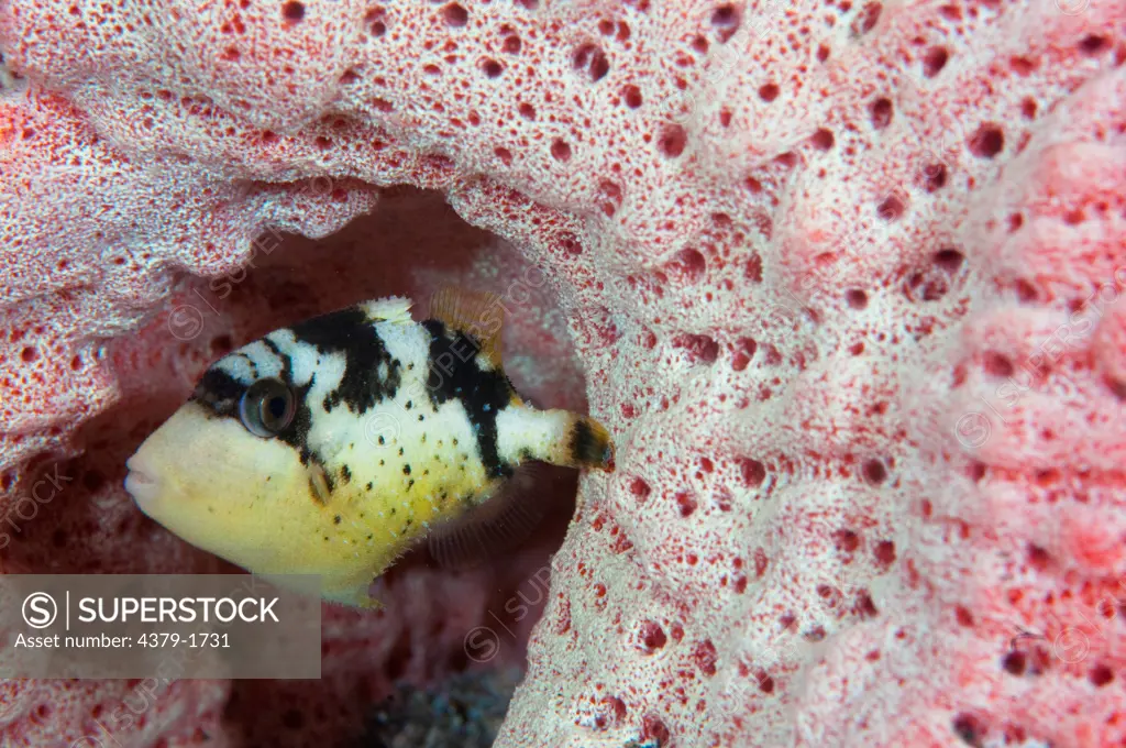 Juvenile Yellow Margin triggerfish (Pseudobalistes flavimarginatus) sheltering in coral, Lembeh Strait, Sulawesi, Indonesia