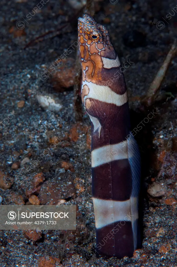 Napoleon Snake eel (Ophichthus bonaparti) with head and partial body out of sand burrow, Lembeh Strait, Sulawesi, Indonesia