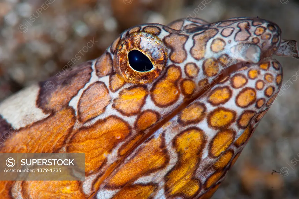 Close-up of a Napoleon Snake eel (Ophichthus bonaparti), Lembeh Strait, Sulawesi, Indonesia