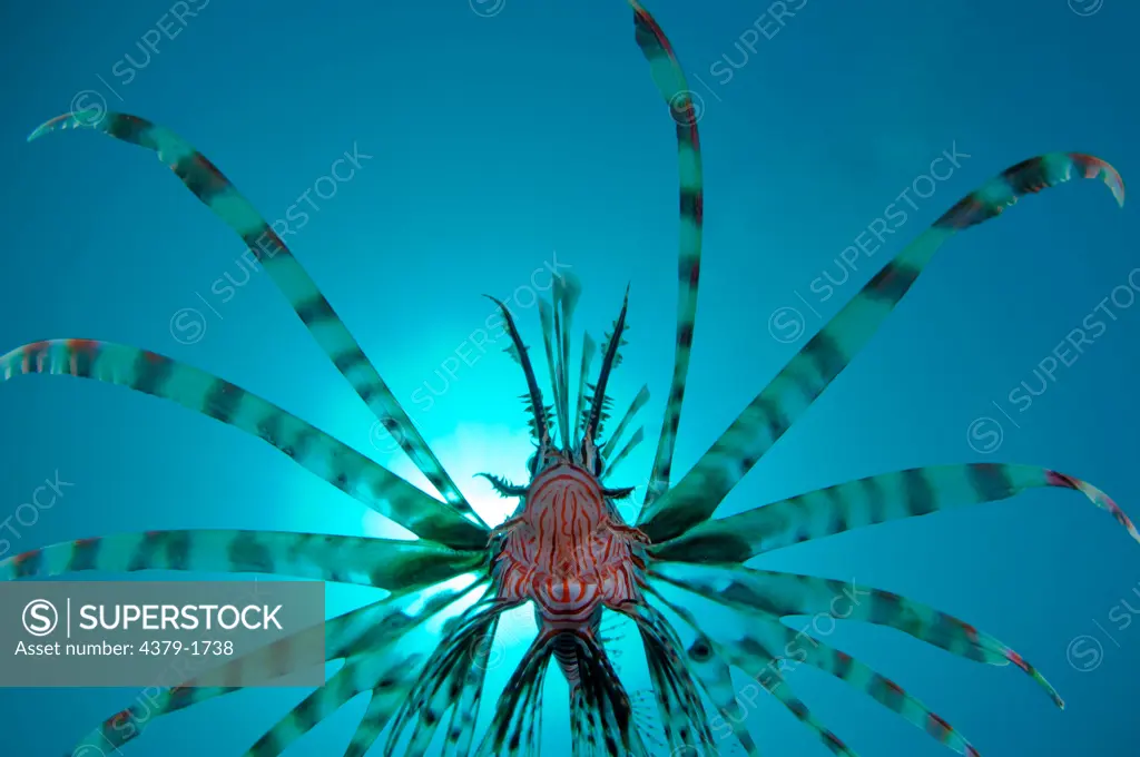 Common lionfish (Pterois volitans) swimming underwater, Lembeh Strait, Sulawesi, Indonesia