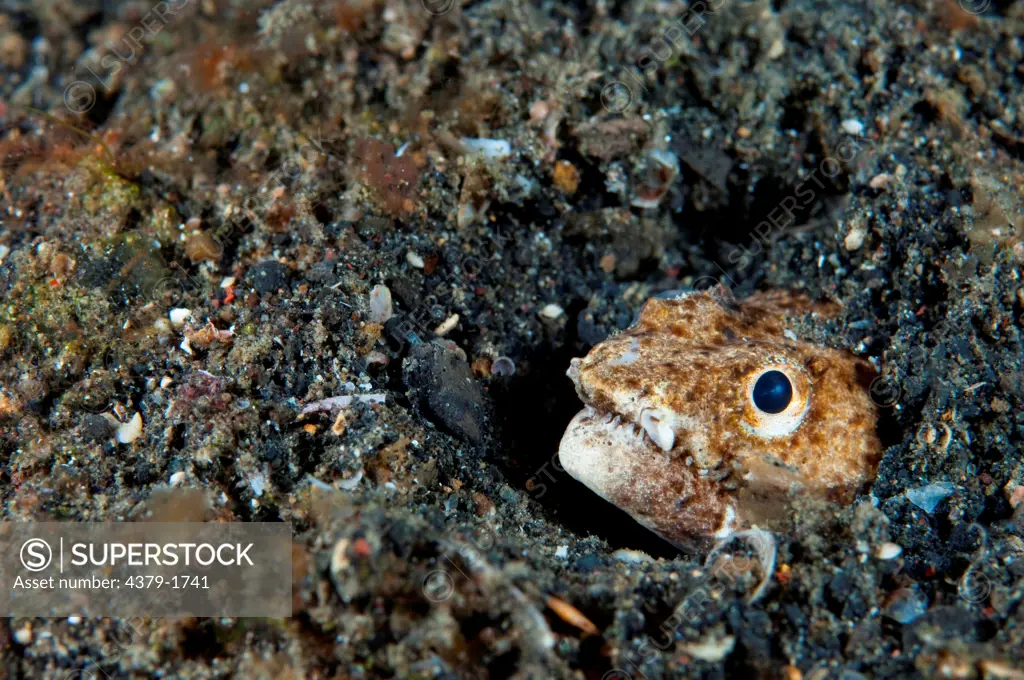 Reptilian Snake eel (Brachysomophis henshawi) burrowed in sand with only head protruding, Lembeh Strait, Sulawesi, Indonesia