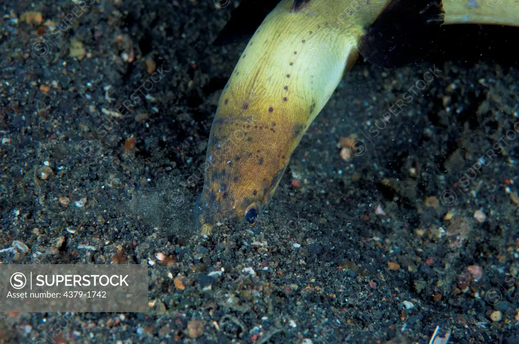 Black Finned Snake eel (Ophichthus melanochir) burrowing in sand with head, Lembeh Strait, Sulawesi, Indonesia