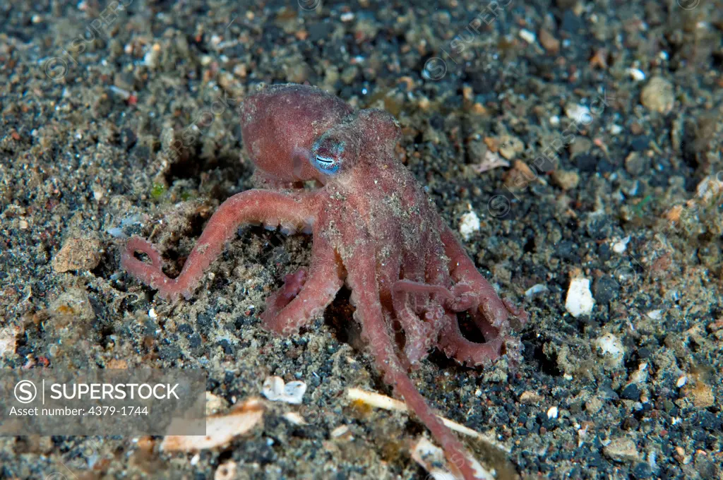 Juvenile octopus (Octopus Sp.) on black sand, Lembeh Strait, Sulawesi, Indonesia