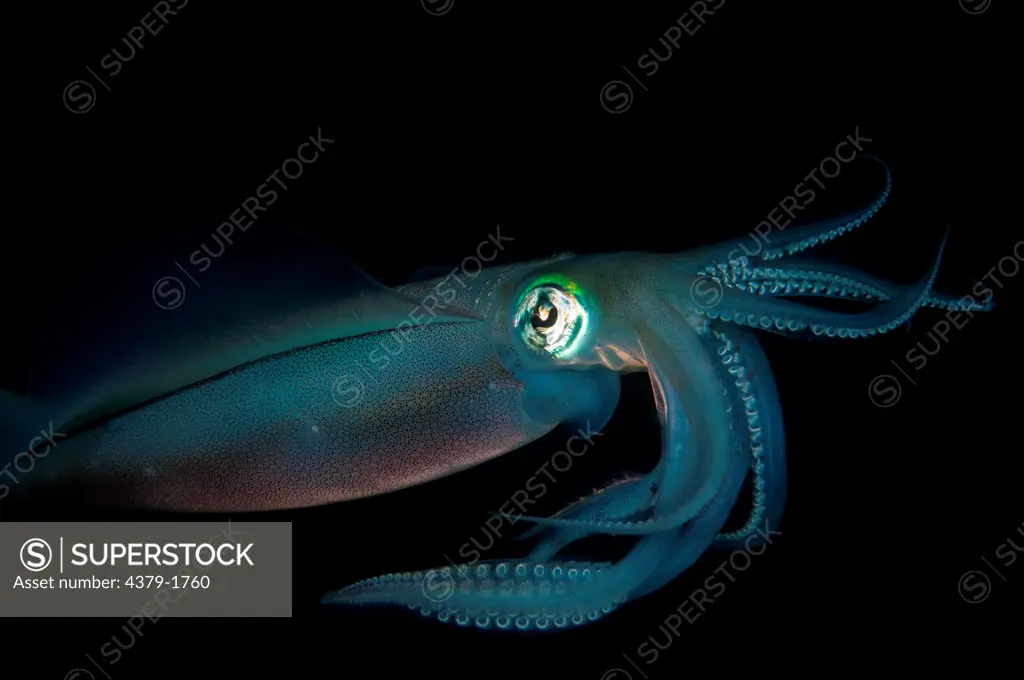 Bigfin Reef squid (Sepioteuthis lessoniana) swimming underwater with black background, Lembeh Strait, Sulawesi, Indonesia