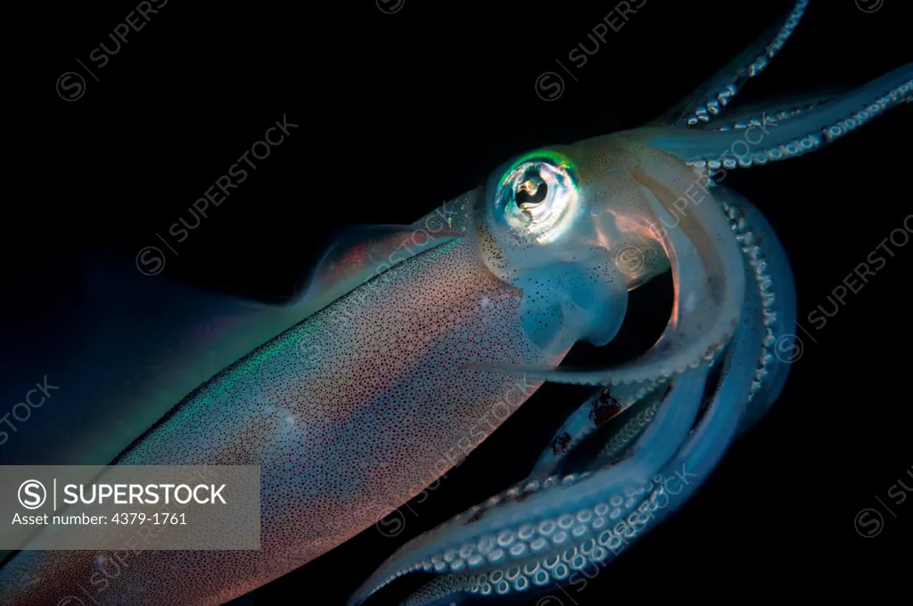 Bigfin Reef squid (Sepioteuthis lessoniana) swimming underwater with black background, Lembeh Strait, Sulawesi, Indonesia