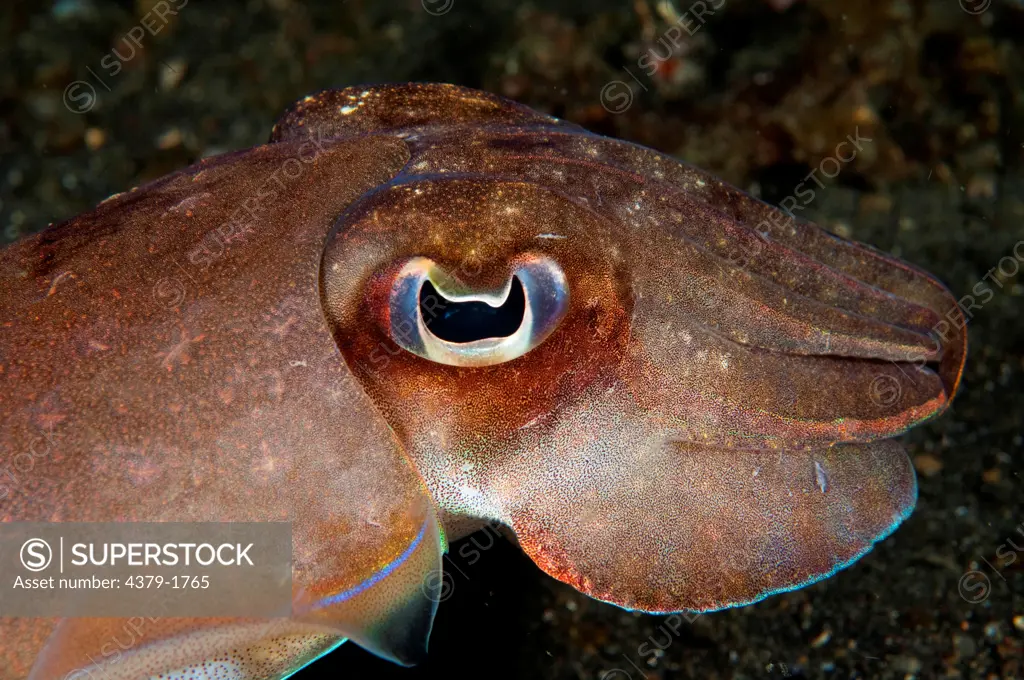 Close-up of a Broadclub Cuttlefish (Sepia latimanus) underwater, Lembeh Strait, Sulawesi, Indonesia