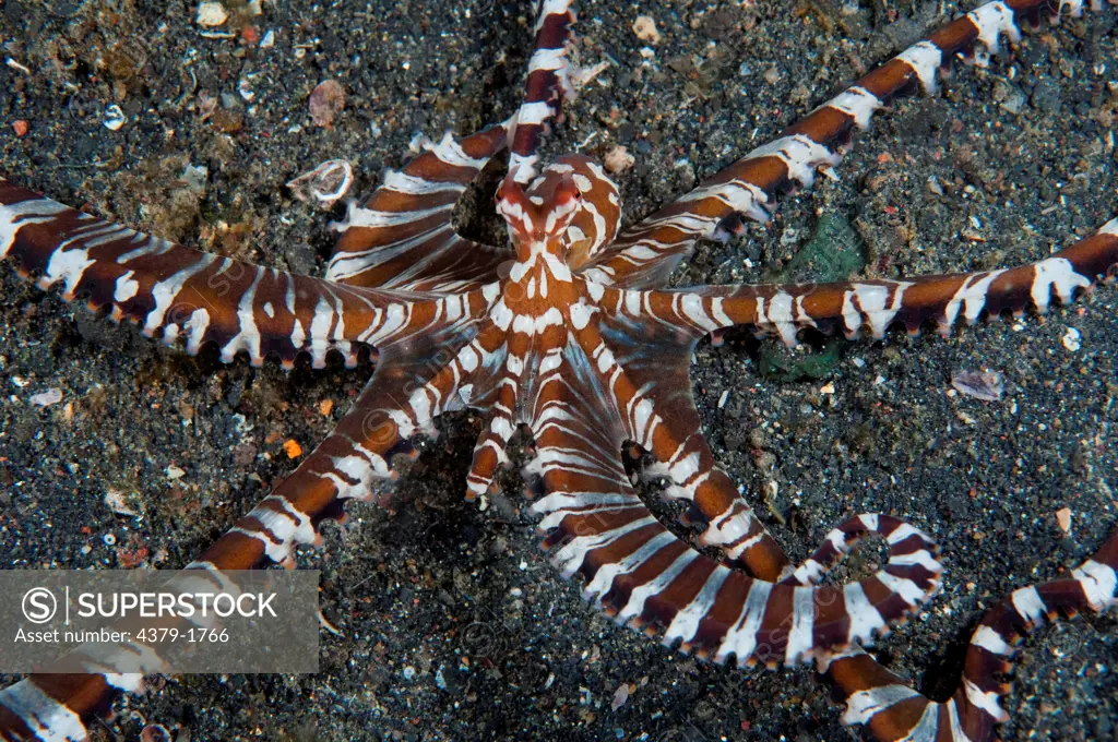 Close-up of Wonderpus octopus (Wunderpus photogenicus) on sand bottom, Lembeh Strait, Sulawesi, Indonesia