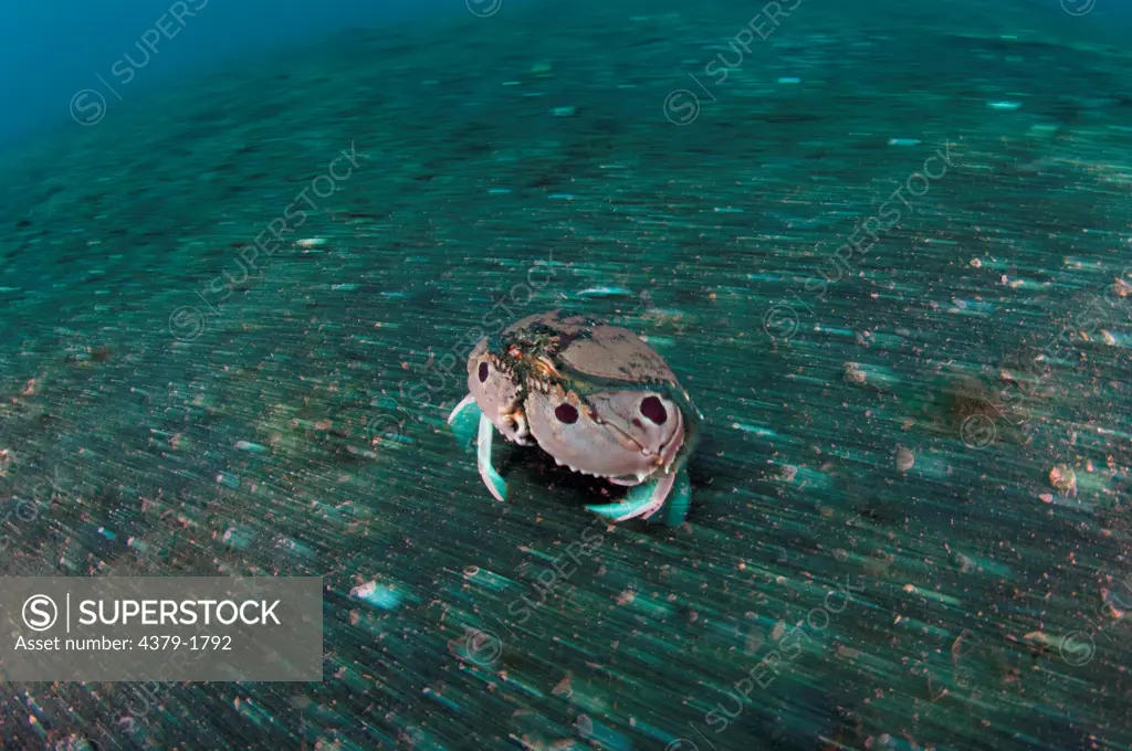 Box crab (Calappa philargius) running across sand, Lembeh Strait, Sulawesi, Indonesia