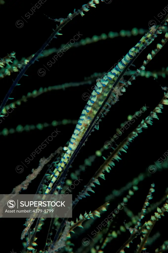 Saw Blade shrimp (Tozeuma armatum) disguised on green whip coral, Lembeh Strait, Sulawesi, Indonesia