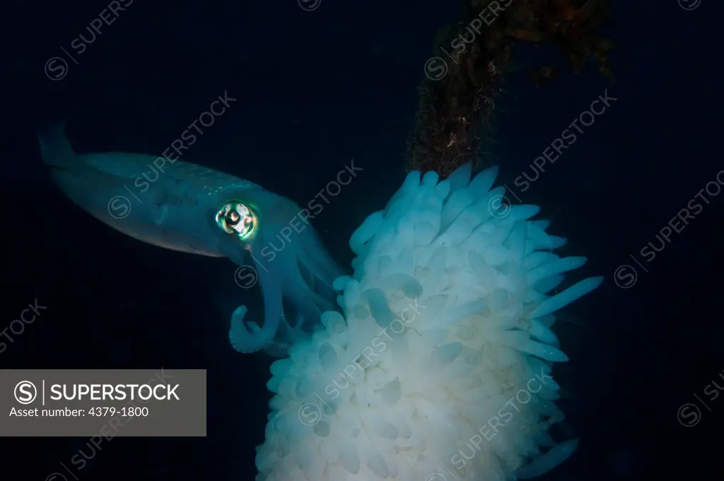 Bigfin Reef Squid (Sepioteuthis lessoniana) egg clumps on mooring line with Reef Squid parent, Lembeh Strait, Sulawesi, Indonesia