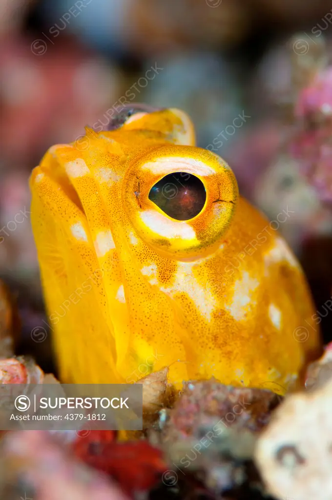 Close-up of a Solor Jawfish (Opistognathus solorensis) head poking out of rubble, Lembeh Strait, Sulawesi, Indonesia