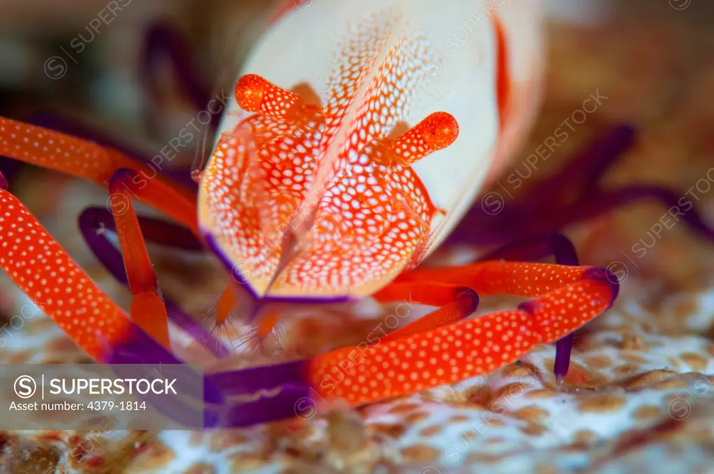 Close-up of a Commensal shrimp (Periclimenes imperator) on host, Lembeh Strait, Sulawesi, Indonesia