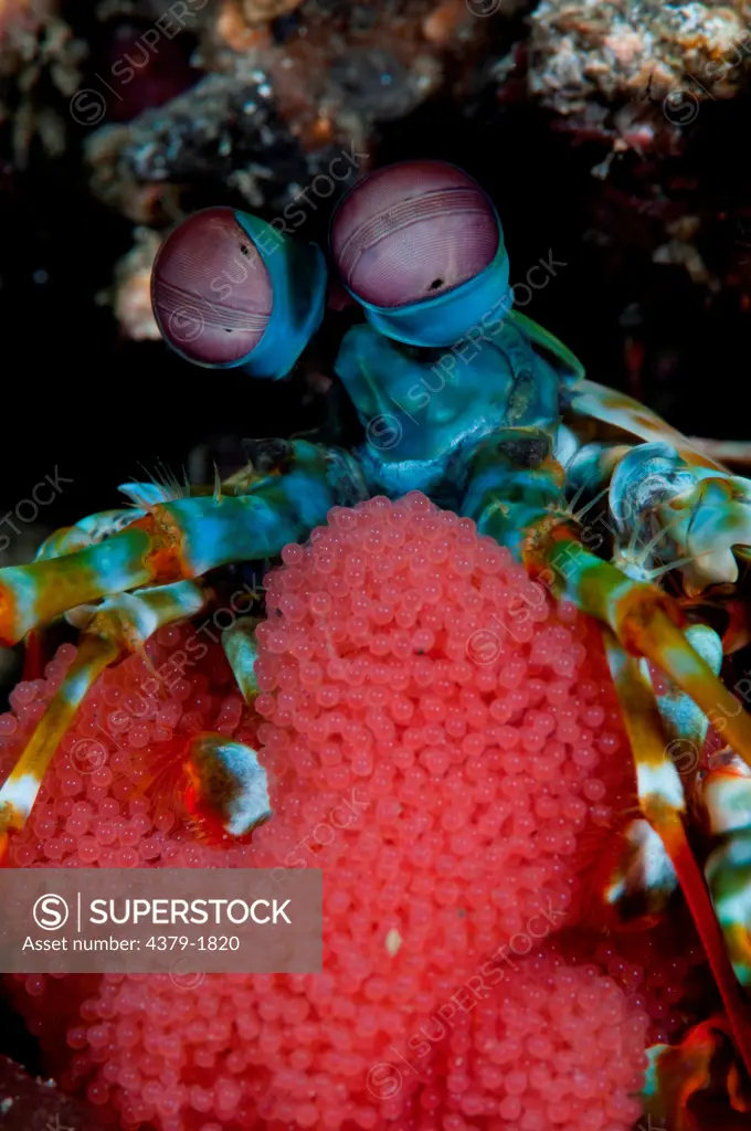 Peacock Mantis shrimp (Odontodactylus scyllarus) protecting eggs, Lembeh Strait, Sulawesi, Indonesia