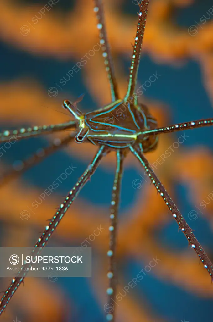 Close-up of Deep-Sea Squat lobster (Chirostylus dolichopus) in front of a Sea Fan, Lembeh Strait, Sulawesi, Indonesia