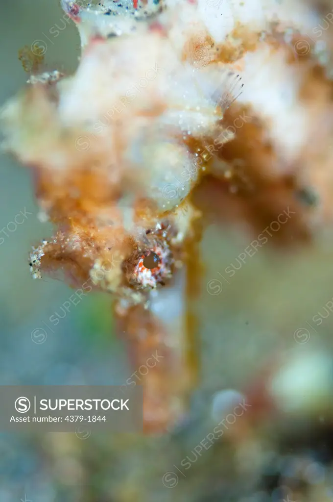 Close-up of a Common seahorse (Hippocampus taeniopterus), Lembeh Strait, Sulawesi, Indonesia
