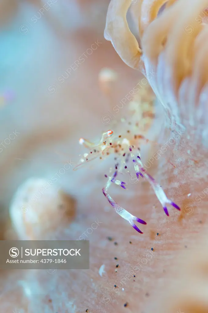Close-up of a sea animal, Lembeh Strait, Sulawesi, Indonesia
