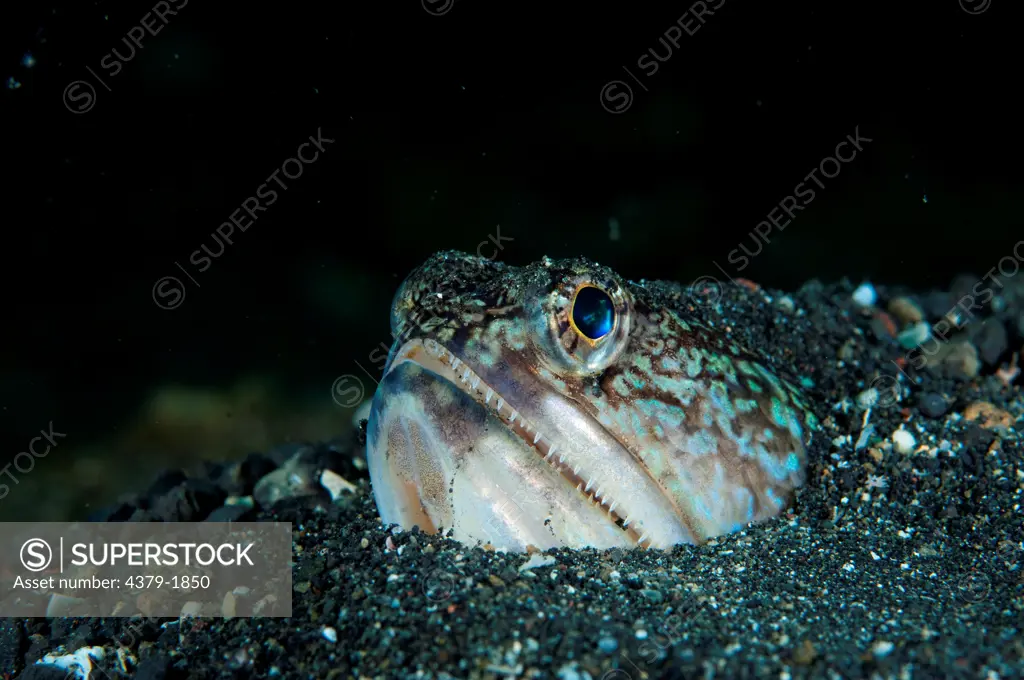 Snakefish (Trachinocephalus myops) with head sticking out of sand burrow, Lembeh Strait, Sulawesi, Indonesia