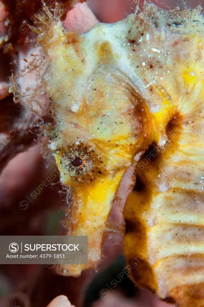 Close-up of a Spotted seahorse (Hippocampus kuda), Lembeh Strait, Sulawesi, Indonesia