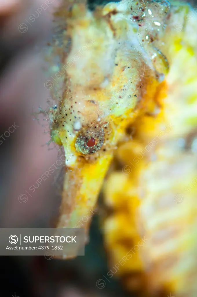 Close-up of a Spotted seahorse (Hippocampus kuda), Lembeh Strait, Sulawesi, Indonesia