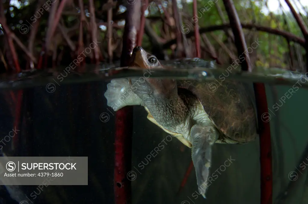Female Painted Terrapin (Batagur borneoensis) swimming at the surface, Sabah State, Malaysia