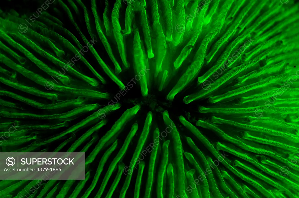 Fluorescing Mushroom coral (Fungia Sp.) underwater, Tunku Abdul Rahman Marine Park, Kota Kinabalu, Sabah State, Malaysia